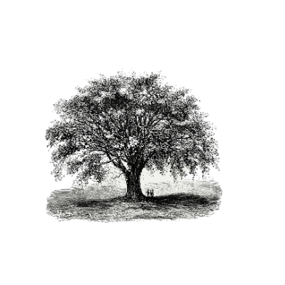 QUERCUS GLOBAL 1960